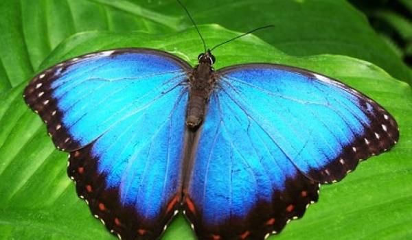 Lepidopterafobi