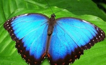 Lepidopterafobi